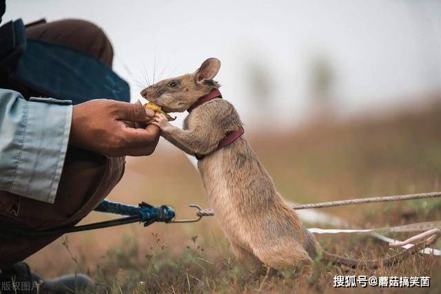 狗拿贼鼠满地跑狐假虎威一家主是什么生肖的警惕虚假宣传-全面释义、解释与落实、构建解答解释落实